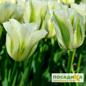 Тюльпан зеленоцветный СПРИНГ ГРИН в Новохоперске