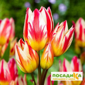 Тюльпан Триколет в Новохоперске